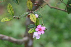 Rhodomyrtus tomentosa