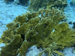 Millepora complanata