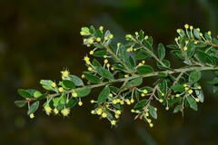 Acacia howittii