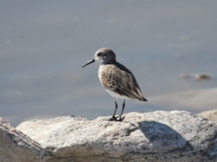 Calidris mauri