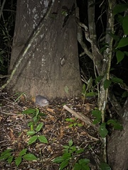 Crypturellus cinnamomeus