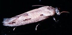 Mompha brevivittella