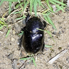 Xylotrupes australicus