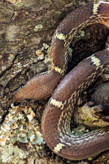 Lycodon anamallensis