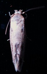 Mompha brevivittella