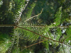 Abies flinckii