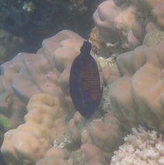 Centropyge bispinosa