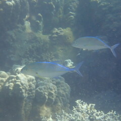 Caranx melampygus