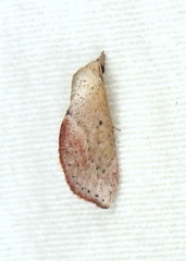 Proroblemma testa