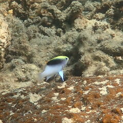 Chrysiptera rollandi