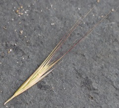 Festuca fasciculata