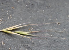 Festuca fasciculata