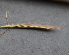 Festuca fasciculata