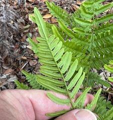 Pteridium aquilinum pseudocaudatum
