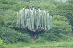 Pachycereus weberi
