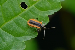 Ischalia arisana