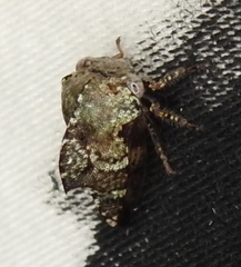 Telamona