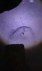 Pseudobatos planiceps