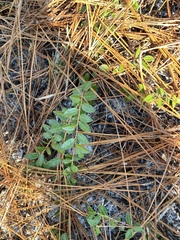 Vaccinium crassifolium