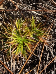 Lachnocaulon