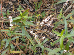 Persicaria setacea