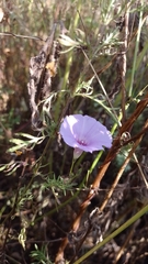Ipomoea ternifolia ternifolia