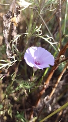Ipomoea ternifolia ternifolia