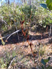 Pleea tenuifolia