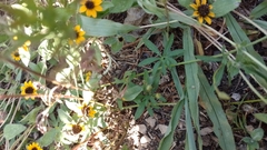 Ipomoea ternifolia ternifolia