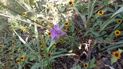 Ipomoea ternifolia ternifolia