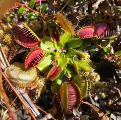 Dionaea muscipula