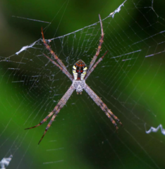 Argiope perforata