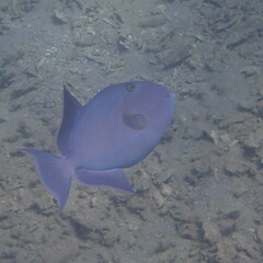 Pseudobalistes fuscus