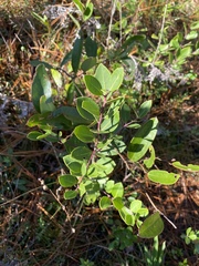 Ilex coriacea