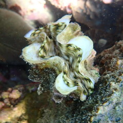 Tridacna squamosa