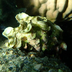 Tridacna squamosa