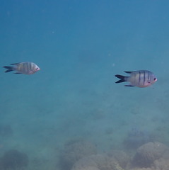 Abudefduf whitleyi