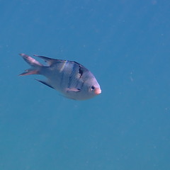 Abudefduf whitleyi