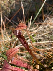 Sarracenia rubra