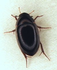 Tropisternus