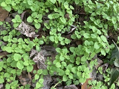 Lamium