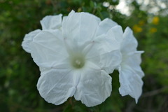 Ipomoea proxima