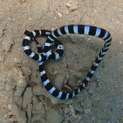 Laticauda laticaudata