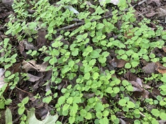 Lamium