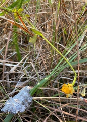 Polygala lutea