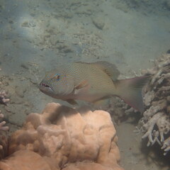 Plectropomus leopardus