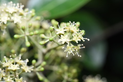 Heptapleurum heptaphyllum