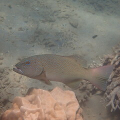 Plectropomus leopardus