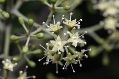 Heptapleurum heptaphyllum