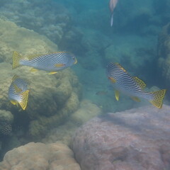 Plectorhinchus lineatus